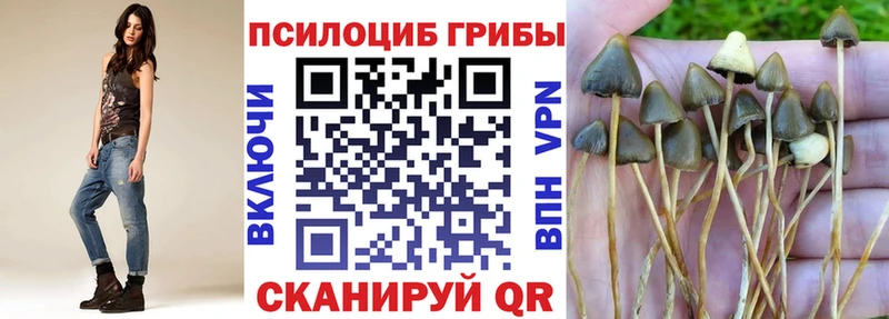 Псилоцибиновые грибы Cubensis как найти закладки Грайворон